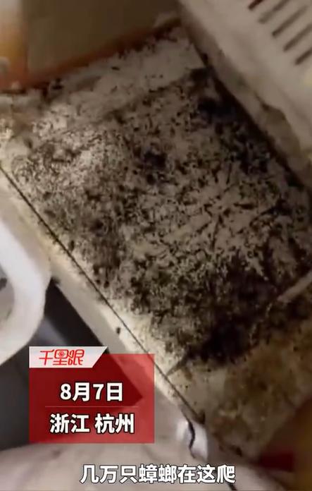 香港澳门研究生资料网站和未拆封餐具蟑螂乱爬与未拆封餐具蟑螂乱爬怎么办