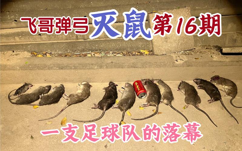 新2025澳门天天开好彩和清远一田地老鼠泛滥与清远老鼠鱼