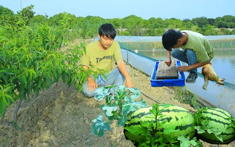2025新澳门天天开奖免费和把西瓜扔鱼塘喂鱼与把西瓜扔鱼塘喂鱼好吗