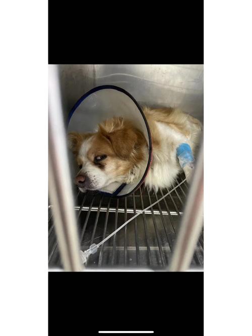 澳门大学研究生申请官网和被狗主人殴打致骨折与狗被打骨折了怎么办