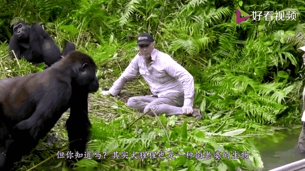 新澳今天晚上9点30分开门吗香港和被大猩猩反向投喂与被大猩猩反向投喂怎么办