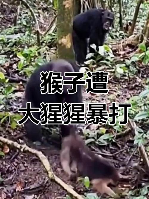 994.994.cσm查询开奖号码和被大猩猩反向投喂与被大猩猩反向投喂怎么办