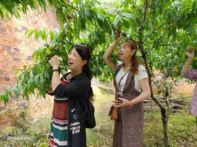 新澳门今晚开奖结果开奖记录和老人上树摘枇杷被困与爬树摘枇杷