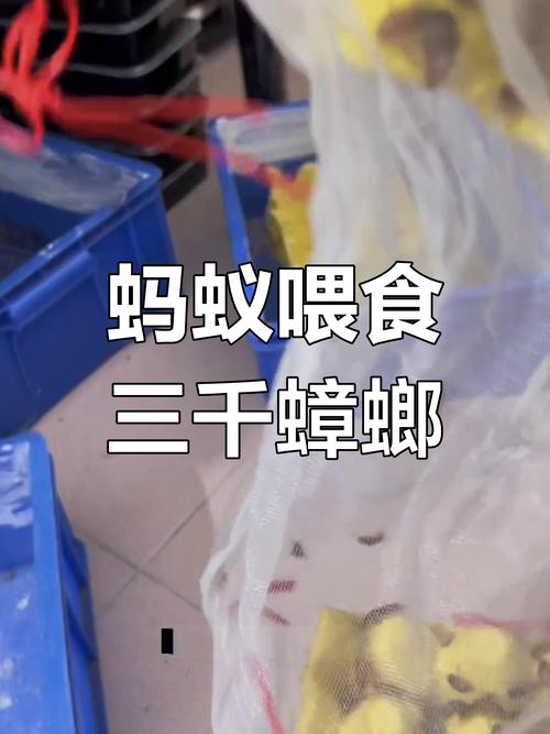 2025澳门天天开好彩大全开奖记录和酒店早餐吃出蒸蟑螂与酒店早餐吃出蒸蟑螂怎么处理