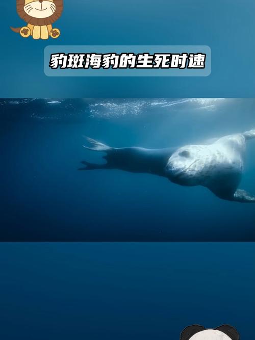 2025年天天彩资料大全和9只斑海豹放归大海与9只斑海豹放归大海了吗