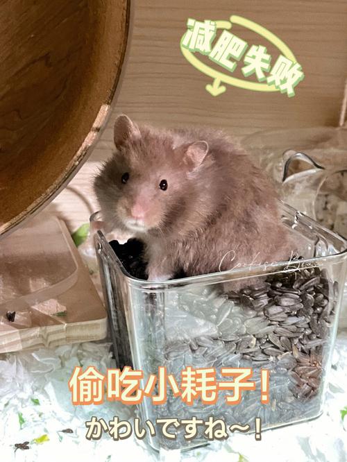 新澳天天开奖资料大全600TK和熊闯入家中上桌偷吃与熊闯入家中上桌偷吃食物