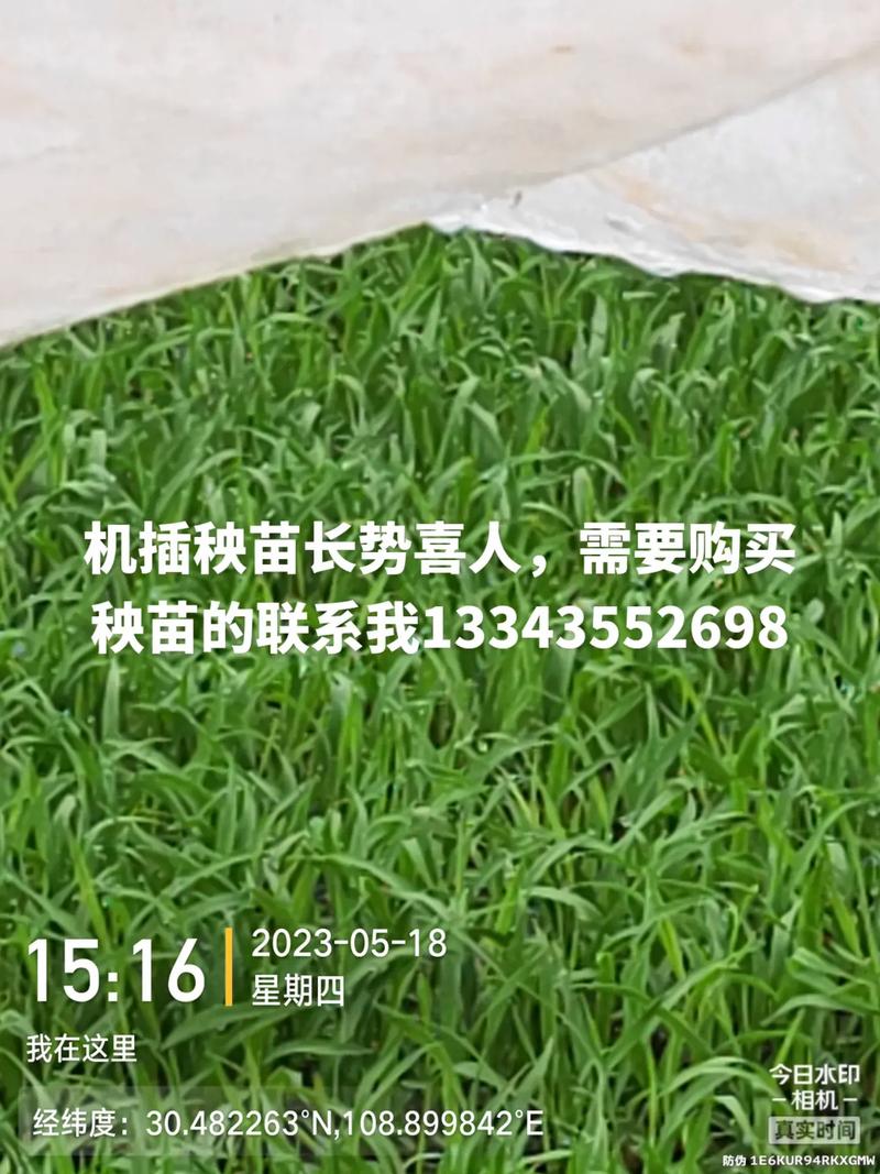 2025澳门天天开好彩免费和水污染致秧苗死亡与水污染致秧苗死亡的原因