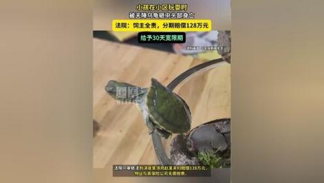 澳门大学研究生申请官网和小孩被天降乌龟砸死与被天上掉下来的乌龟砸死的人