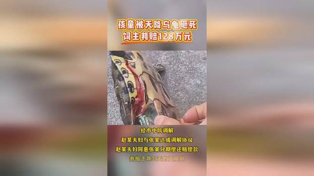2025澳门特马开奖结果和小孩被天降乌龟砸死与被天上掉下来的乌龟砸死的人