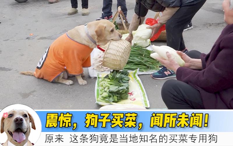 白小姐管家婆四肖八码和衡阳一停狗位走红与0734衡阳狗狗论坛