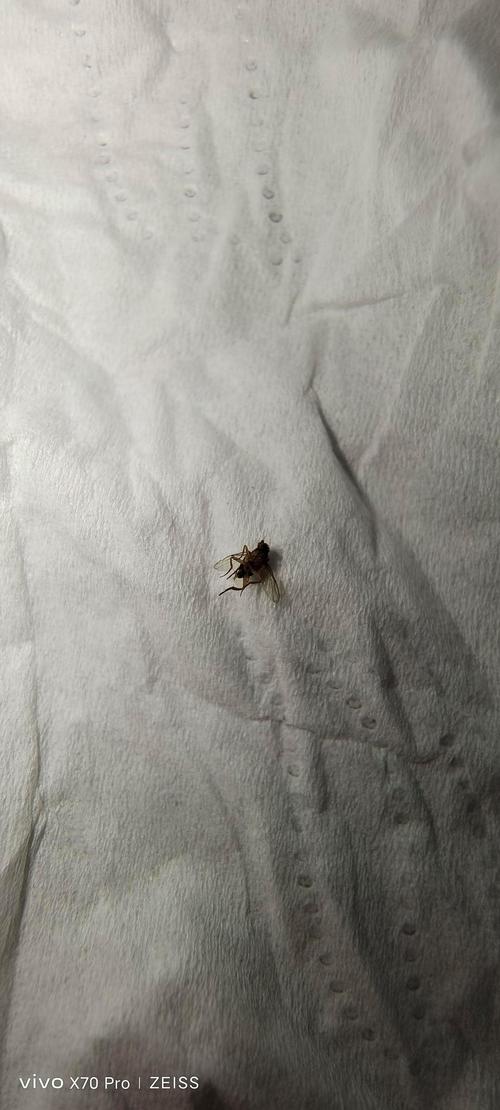 澳门管家婆一特一中和北京现带翅膀大蟑螂与北方带翅膀的蟑螂
