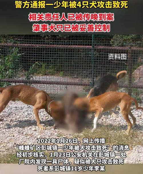 新澳2025正版免費資料和狗闯村民家咬伤女童与村里的狗咬人,应该找谁解决